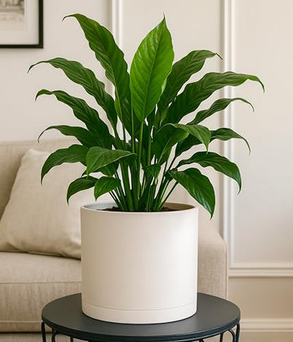 D'vine Dev 3-Pack Plastic Pots & Saucers, 6.5/8/10 in, Oatmeal, 74-V-H-4 | Multi-Size Options, Lightweight Durable, Matte Finish, Cylinder Shape, Drainage Holes, Sleek Design, Detachable Saucer - color: Oatmeal, size: Large