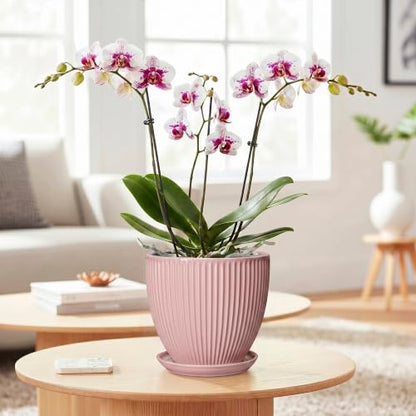 6 Inch Flower Pots, Ceramic Pots for Plants Indoor, Modern Plant Pot with Drainage Hole and Saucer, Decorative Small Round Succulent Planter, Living Room Office Decor, Women Men Gifts, Pink - size: 6 Inch, style: Pink