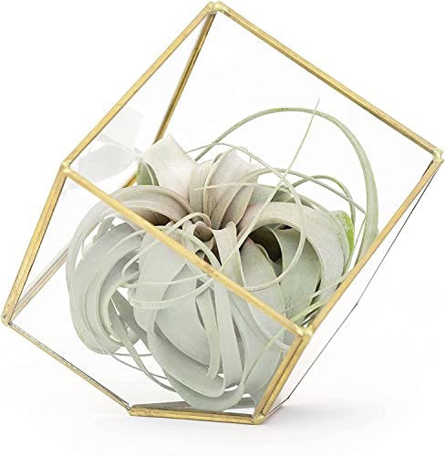 Heptahedron Geometric Glass Terrarium with Tillandsia Xerographica Air Plant - Succulents - Live Tillandsia - Easy Care Indoor and Outdoor House Plants
