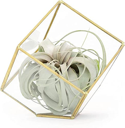 Heptahedron Geometric Glass Terrarium with Tillandsia Xerographica Air Plant - Succulents - Live Tillandsia - Easy Care Indoor and Outdoor House Plants