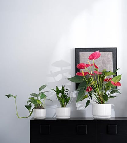 Ceramic Planters,Plant Pots with Saucers Set of 3(Reactive Glaze White) | Colorful Ceramic Planters for Indoor Plants | Medium Plant Pots | Cute Herb Planting Pots | 4+5+6.5 Inch Garden Pots - color: Speck