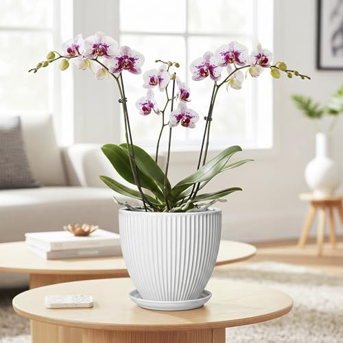 Ceramic Pots for Plants, 6 Inch Plant Pot with Drainage Hole and Saucer, Round Ceramic Flower Pots for Indoor Plants, Modern Small Succulent Planter, Room Home Decor, Plant Lover Gifts, White - size: 6 Inch, style: White