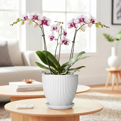 Ceramic Pots for Plants, 6 Inch Plant Pot with Drainage Hole and Saucer, Round Ceramic Flower Pots for Indoor Plants, Modern Small Succulent Planter, Room Home Decor, Plant Lover Gifts, White - size: 6 Inch, style: White
