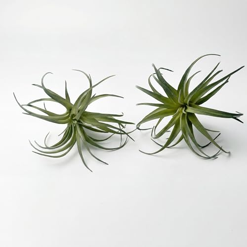 Artificial Plants & Greenery 2Pcs Faux Decor Set | Ultra Realistic Artificial Air Plants, No Care Faux Succulents for Home Garden Office Terrarium DIY Decor