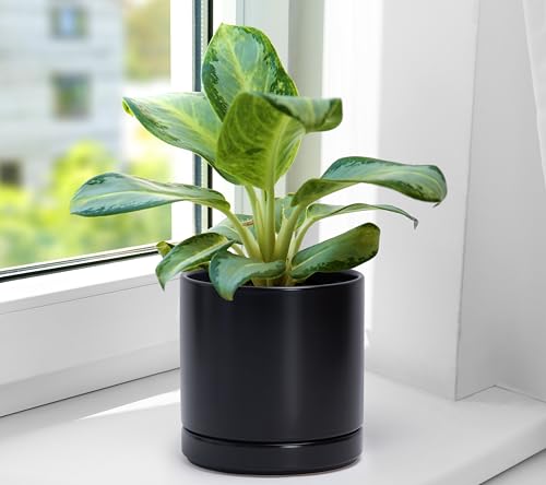 D'vine Dev 2-Pack Ceramic Pots with Saucers, Black, 6.5 in, 94-V-C-2 | Modern Cylinder Design, Glazed Ceramic, Drainage Hole & Saucer Included, High Temperature Fired, Elegant Home Accent - color: Black, size: 6 Inch