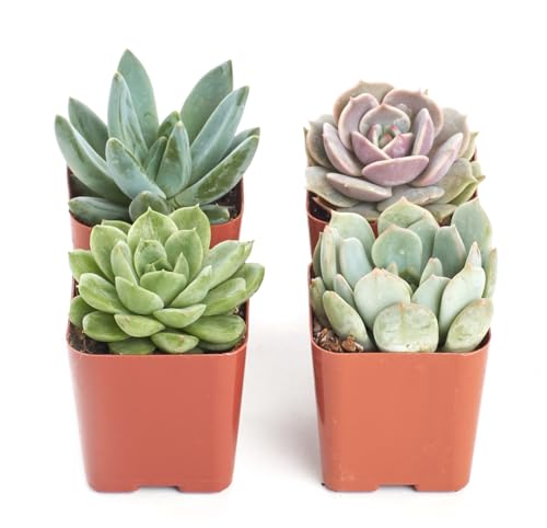 Shop Succulents Rosette Succulent Plant Pack Collection - Live Mini Succulent Plants, Low Maintenance, Floral Shaped Mix of Colors & Textures - Wedding and Party Favors, Gift & Garden, Pack of 4 - size: 4-Pack