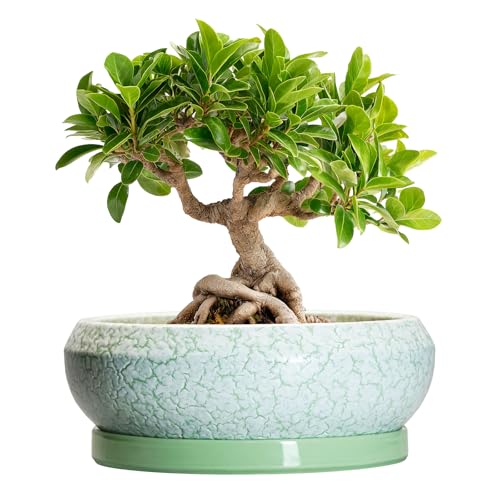 Bonsai Pots Ceramic - 8 Inch Succulent Pots Indoor Outdoor, Shallow Planters with Drainage Hole and Tray, Ceramic Planter Bowl, Round Planter, Apartment Decor, Gifts for Plant Lovers, Green - color: Bright Green-white, size: 8 Inch