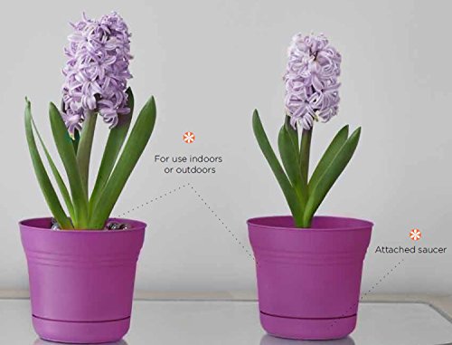 Bloem Saturn Planter with Saucer, 5", Amaranth (SP0522) - color: Amaranth, size: 5"