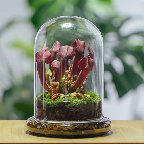 NCYP Glass Cloche Dome with Air Hole and Base, 5.9 x 5.9 x 8.2 Inches, Clear Terrarium Planter for Venus Flytrap, Small Plants, Home Indoor Tabletop Decoration (No Plants) - size: 5.9x5.9x8.2inches