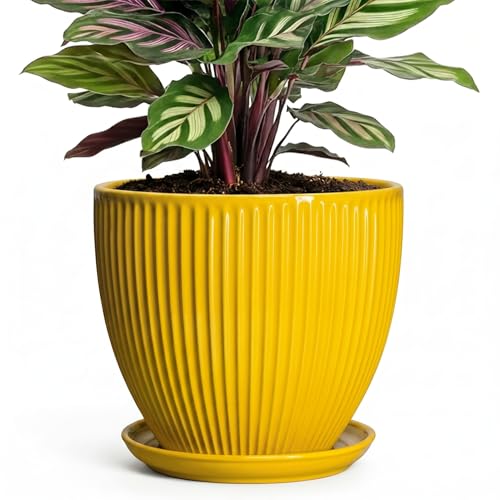 6 Inch Plant Pot, Ceramic Planter with Drainage Hole and Saucer, Decorative Small Plant Pots for Indoor Plants, Modern Round Flower Pot, Home Office Room Decor, House Warming Gifts, Yellow - size: 6 Inch, style: Yellow