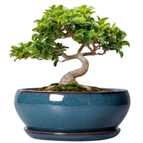 SQOWL Bonsai Pots - 8 Inch Ceramic Succulent Pots with Drainage Hole and Saucer, Round Shallow Planter for Indoor Outdoor Plants Flowers, Ceramic Planter Bowl, Room Decor, Gardening Gifts, Blue - color: Retro Blue, size: 8 Inch