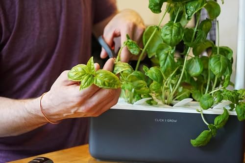 Click & Grow Indoor Herb Garden Kit with Grow Light | Smart Garden for Home Kitchen Windowsill | Easier Than Hydroponics Growing System | Vegetable Gardening Starter (3 Basil Pods Included), Grey | Easier than a hydroponic growing system. Patented Smart S