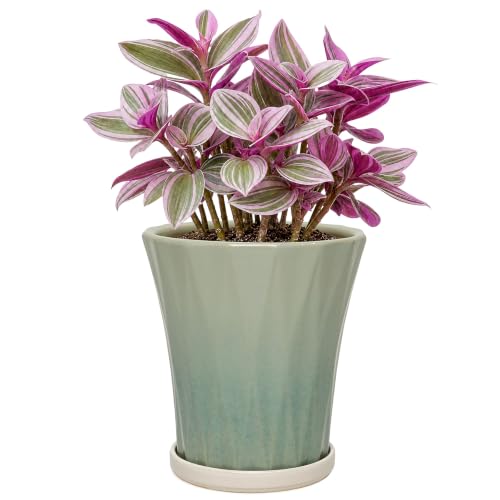 6.6 Inch Ceramic Planters with Drainage Hole and Saucer,Indoor Outdoor Large Flower Pots, Garden Pot for Plant Lovers (Wave Green) - color: Wave Green, size: 6.6 Inch