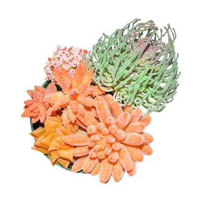 7PCS Flocked Artificial Succulents Set Faux Succulent Plants with Fake Christmas Tree Moss Artificial Cactus Greenery Low Maintenance Fake Plants DIY Craft Home Office Christmas Table (Yellow) - color: Yellow