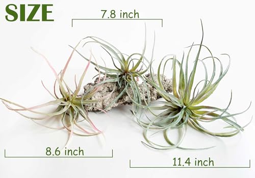 Casktcom® Extra Large Artificial Air Plants – Set of 3 Faux Tillandsia Bromeliads，Fake Succulent Plants – No Care Needed - size: Large