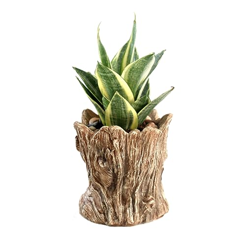 Funny Planter Head Face Plant Pot with Drainage Hole Resin Succulent Plant Holder Pencil Holder Desk Organizer Office Garden Gift (Smile Face)