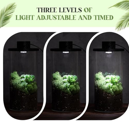 Glass Plant Terrarium Kit with LED Grow Light, Desk Terrarium for Venus Fly Trap, Succulents, Moss & Miniature Garden, Borosilicate Glass Desktop Planter for Home Office(7.9 x 3.9 Inch) - size: 7.9 x 3.9 Inch