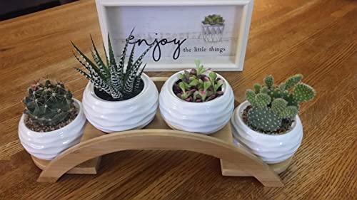 E-liu Eliu Cute Small Ceramic Succulent Pots and Stand Set, Pack of 4 | White Succulent Planter Pot with Drainage Fits Well In Windowsills, Office Indoor Decoration, Plants Not Included