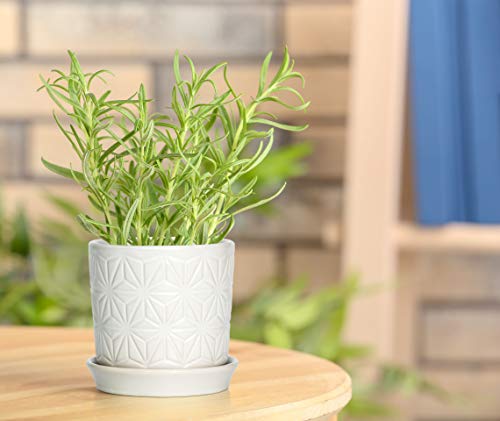 D'vine Dev 2-Pack Geometric Stoneware Planters, 3.8/5.8 in, White, 99-E-1 | Drainage Hole and Saucer, Sculptural Geometric Design, Rich Glazed Surface, Modern Style, Elegant Accent for Indoor Plants - color: White