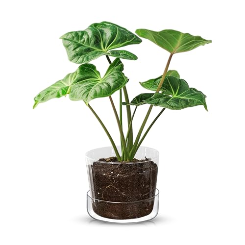 Sheer Glass Pot Planter with Drainage Holes & Tray - Decorative & Modern for All House Plants (6 Inches) - size: 6 Inches