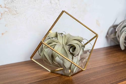 Heptahedron Geometric Glass Terrarium with Tillandsia Xerographica Air Plant - Succulents - Live Tillandsia - Easy Care Indoor and Outdoor House Plants