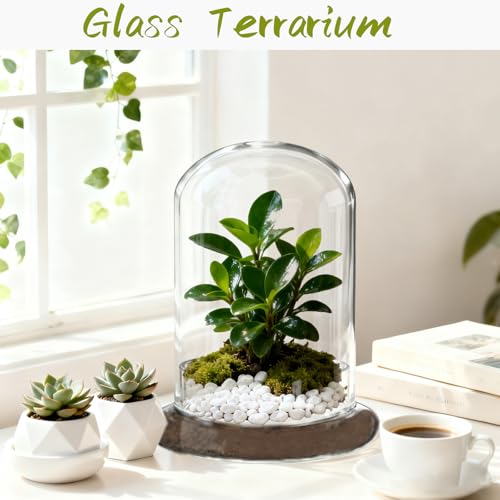 2 Pcs 5.9 x 8.46 Inch Glass Terrarium with Airhole and Base Clear Glass Dome Planter Display Container Plants Not Included for Office Desk, Balcony, Coffee Table