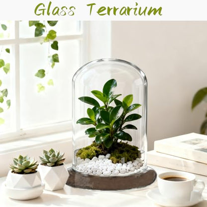 2 Pcs 5.9 x 8.46 Inch Glass Terrarium with Airhole and Base Clear Glass Dome Planter Display Container Plants Not Included for Office Desk, Balcony, Coffee Table