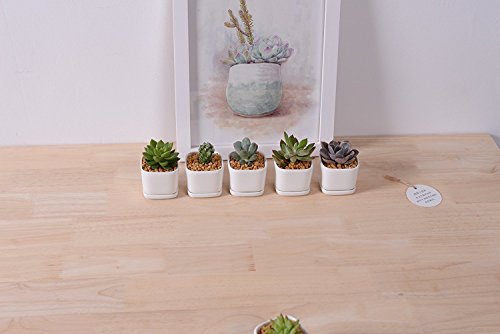 Mini 6 Set of 2x2x1.65inch Square Modern Minimalist White Ceramic Succulent mini Planter Pot/Window Box with Saucer (6, 2inch)