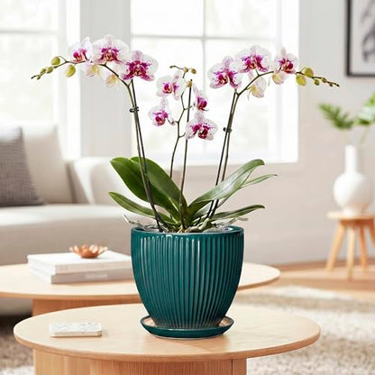 Ceramic Flower Pots, 6 Inch Planters with Drainage Hole and Saucer, Decorative Round Plant Pots for Indoor Plants, Modern Succulent Pot, Office Bedroom Decor, Plant Lover Gifts, Blackish Green - size: 6 Inch, style: Blackish Green
