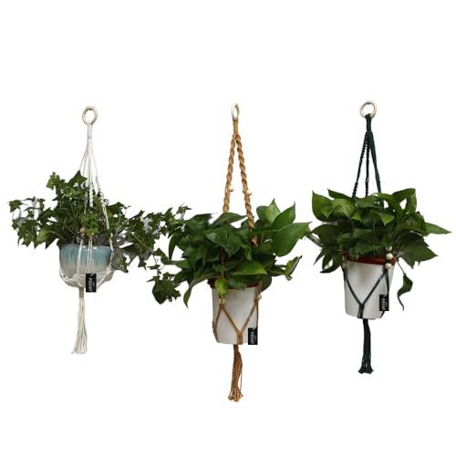 Macrame Plant Hangers Set of 3 – Handmade Indoor/Outdoor Hanging Planters in Yellow, Green, and Ivory, 35, 33, and 29 Inches, Boho Decor for Pots up to 9 Inches (Pots Not Included)