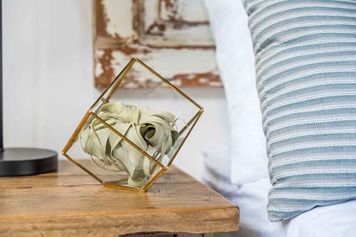 Heptahedron Geometric Glass Terrarium with Tillandsia Xerographica Air Plant - Succulents - Live Tillandsia - Easy Care Indoor and Outdoor House Plants
