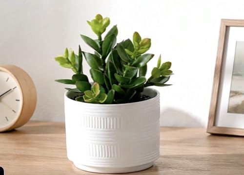 Kurrajong Farmhouse Artificial Plant in White Ceramic Pot | 7.5" Fake Plant for Desk Decor | Artificial Succulent in Pot | Fake Succulent | Faux Plant for Shelf Decor