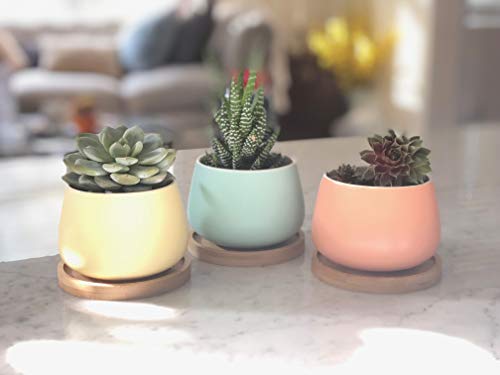 Assorted Blue Pink Yellow Round Ceramic Succulent Pots 3" Planters with Drainage | Bamboo Tray | 3 Pack - color: Pink Blue Yellow Round 3"