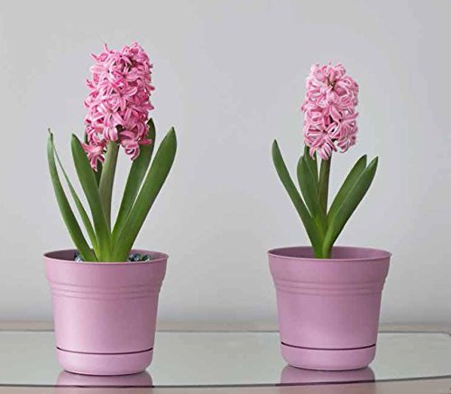 Bloem 818573014641 SP0520 Saturn Planter, 5-Inch, Tequila Sunrise, 5" - color: Tequila Sunrise, size: 5"