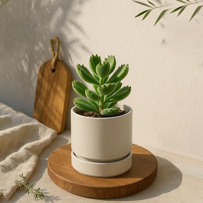 Phoenix Vine 4 Inch Planter Pot with Drainage Hole & Saucer, Deep Water Catch Tray, Straight Cylindrical Round Pot for Plants, Oatmeal, Pack of 1, 23-E-R-1 - color: Oatmeal, size: 4" (1 Pack)
