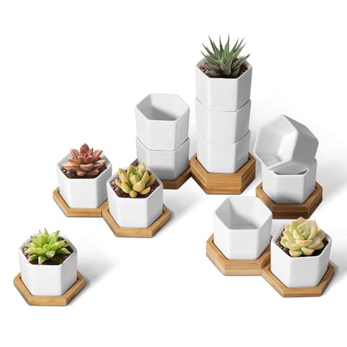 T4U Small Succulent Pots 12 Pack, Mini Flower Planters with Drainage White | Live cactus bonsai starter, Indoor windowsill decor, Office desk top accents, Bamboo tray included - color: Hexagon