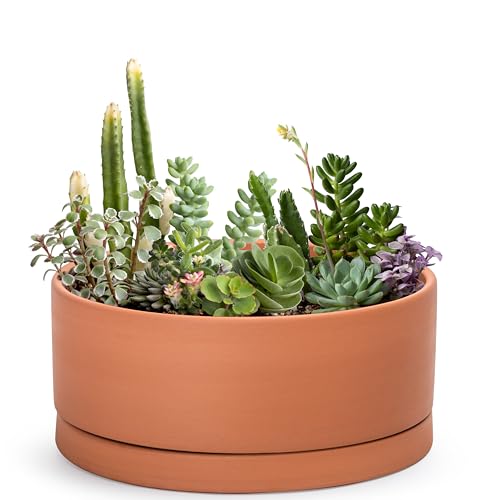 D'vine Dev Terracotta Shallow Planter Pot with Saucer, 12 in, 40-Y-C-0 | Wide Bowl Design, Unglazed Terracotta, Porous & Breathable, Minimalist Style, Ideal for Succulent Arrangements - size: 12 Inch