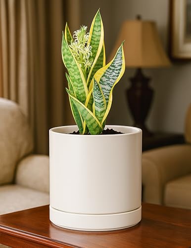 D'vine Dev 2-Pack Ceramic Pots with Saucers, Oatmeal, 6.5 in, 94-V-C-8 | Modern Cylinder Design, Glazed Ceramic, Drainage Hole & Saucer Included, High Temperature Fired, Elegant Home Accent - color: Oatmeal, size: 6 Inch