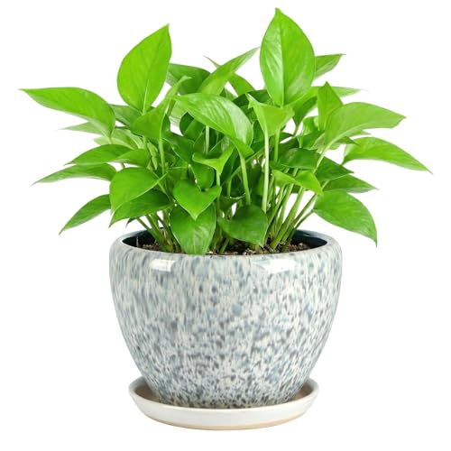 8.3 Inch Ceramic Planter with Saucer Leak-Proof Mesh &Drainage, Round Plant Pot with Gardening Gloves for Indoor Outdoor Plants (Blue Crackle Glaze) - color: Blue Crackle Glaze, size: 8.3 Inch