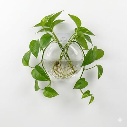 Wall Hanging Planter Propagation Station, Glass Flower Vase for Hydroponics Plants, Terrariums, Bathroom, Home Office, Living Room Decor Gift, Oblate Shape Set of 2(Plants Not Included)