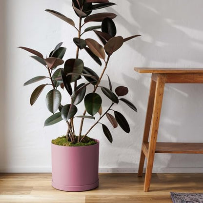 Bloem Mathers 10" Plastic Planter - Modern Indoor Pot with Drainage Holes and Saucer Tray, Dusty Rose - color: Dusty Rose, size: 10"