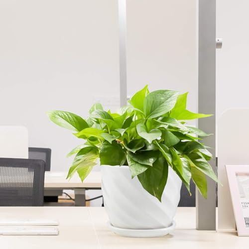 sietpoek 4.7” Ceramic Plant Pots with Drainage and Saucer 4PCs White | White Ceramic Flower Pots with Drainage Hole and Saucer, Decorative Planter for Indoor Outdoor Garden Plants Succulen - size: 4.7 Inch