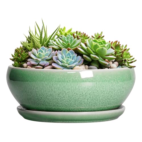 SQOWL Succulent Planter 12 Inch - Ceramic Bonsai Pots with Drainage Hole and Saucer, Large Shallow Planter, Bowl Round Planter for Indoor Outdoor Plants Flower, Room Decor, Birthday Gifts, Green - color: Green, size: 12 Inch