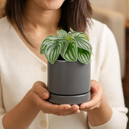 D'vine Dev 4-Pack Ceramic Pots with Saucers, Grey, 4.7 in, 94-X-B-3 | Glazed Ceramic, Drainage Hole and Saucer, Sleek Cylinder Shape, High Temperature Fired, Ideal for Small Houseplants - color: Gray, size: 4.7 Inch