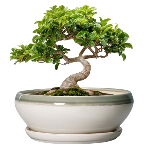 SQOWL Bonsai Tree Pots - 8 Inch Ceramic Succulent Pots with Drainage Hole and Saucer, Shallow Round Planter Indoor Outdoor, Ceramic Bonsai Pot, Planter Bowl, House Decor, Plant Lover Gift, Gray-Beige - color: Grey-white, size: 8 Inch