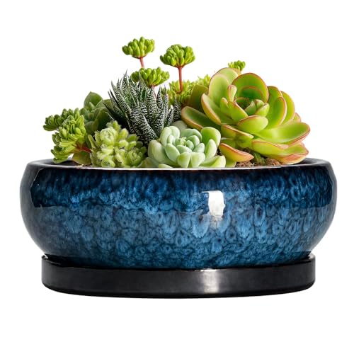 Succulent Pots - 6 Inch Ceramic Bonsai Pots with Drainage Hole and Saucer, Shallow Planter for Indoor Outdoor, Round Succulent Planter, Cactus Pot, Office Decor, Gifts for Plant Lovers, Blue - color: Blue, size: 6 Inch