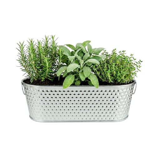Buzzy Seeds Grow & Grill Organic Herb Kit - Metal Windowsill Planter - Complete Indoor/Outdoor Gardening Kit with Seeds, Coconut Husk Growing Medium & Genuine Pots - 100% Grow Guarantee - color: Silver