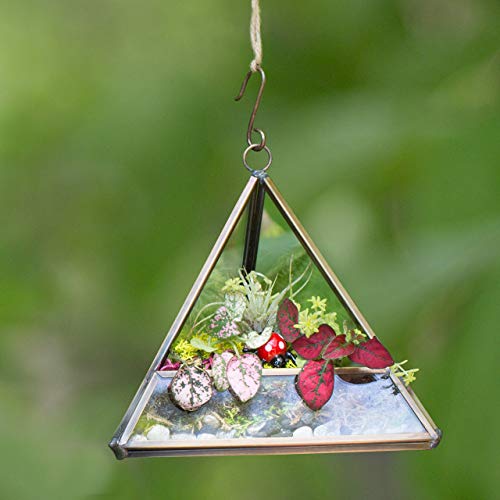 D'Eco Glass Copper Mini Triangle Tabletop or Hanging Planter Terrarium | Geometric Planter Terrarium, Fill Display w Succulents, Moss, Air Plants, Ferns, Home, Wedding & Office Decor, Dims:5x5x5"