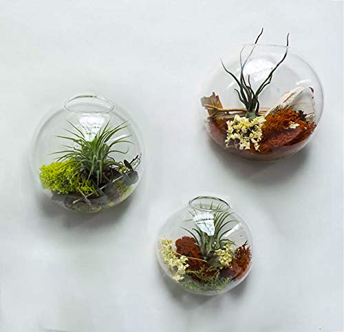 Set of 3 Wall Hanging Planter Wall Hanging Bubble Glass Terrarium Wall Mount Vase for Indoor Planter Air Plant Glass Terrarium Flower Vase Wall Bowl(Oblique Opening)
