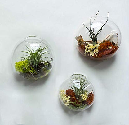 Set of 3 Wall Hanging Planter Wall Hanging Bubble Glass Terrarium Wall Mount Vase for Indoor Planter Air Plant Glass Terrarium Flower Vase Wall Bowl(Oblique Opening)